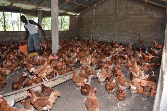 Djiabigou Flindja 555x370 - Emploi des jeunes, d&eacute;veloppement &agrave; la base : le PRADEB fait le bilan de ses activit&eacute;s de 2017 et se projette en 2018
